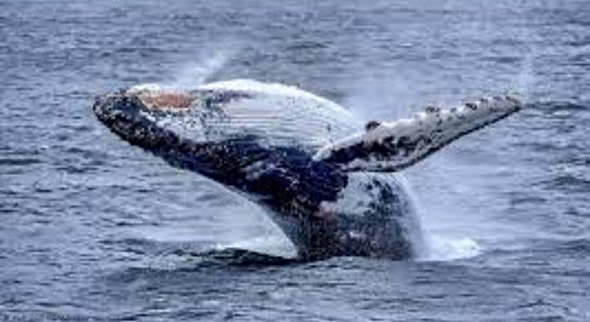 Drones para proteger a las ballenas: Chile y Rusia se ponen de acuerdo