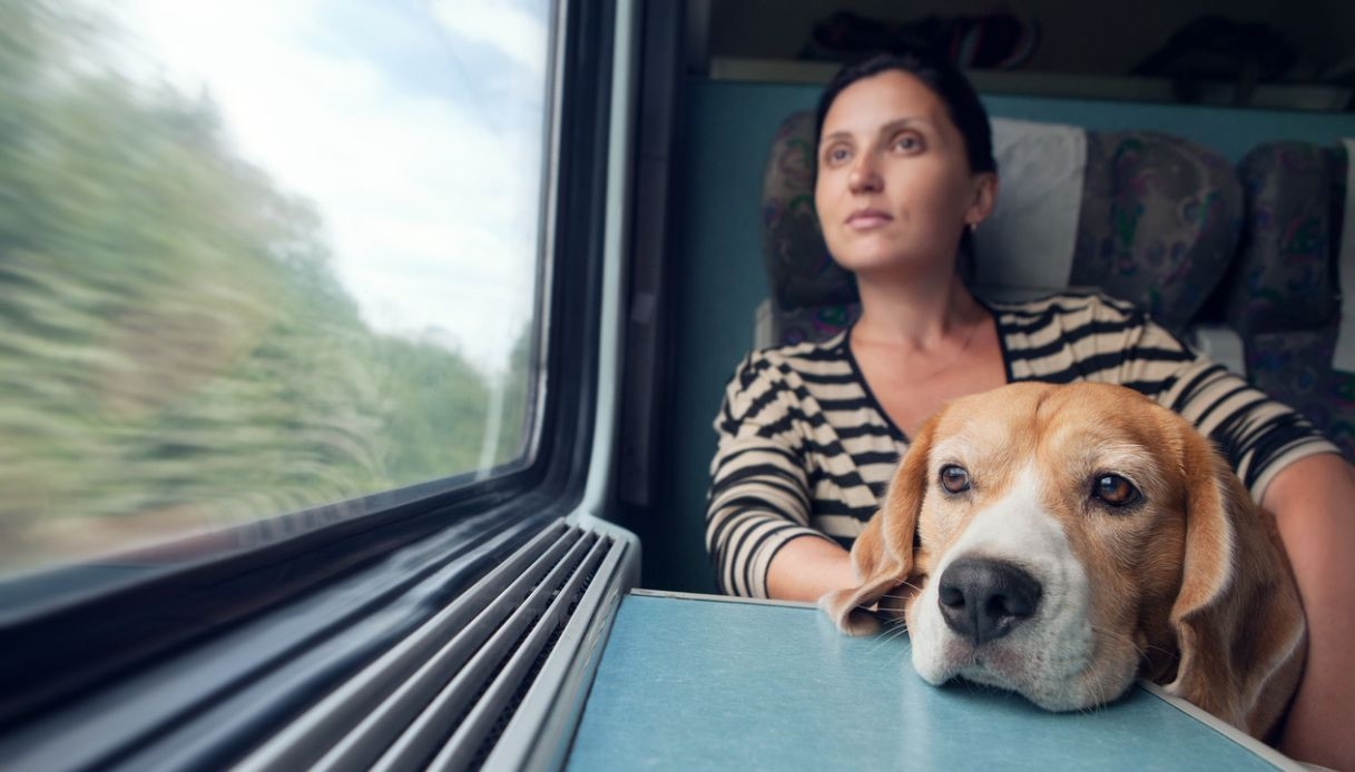 This summer, dogs travel free on trains, regardless of size.