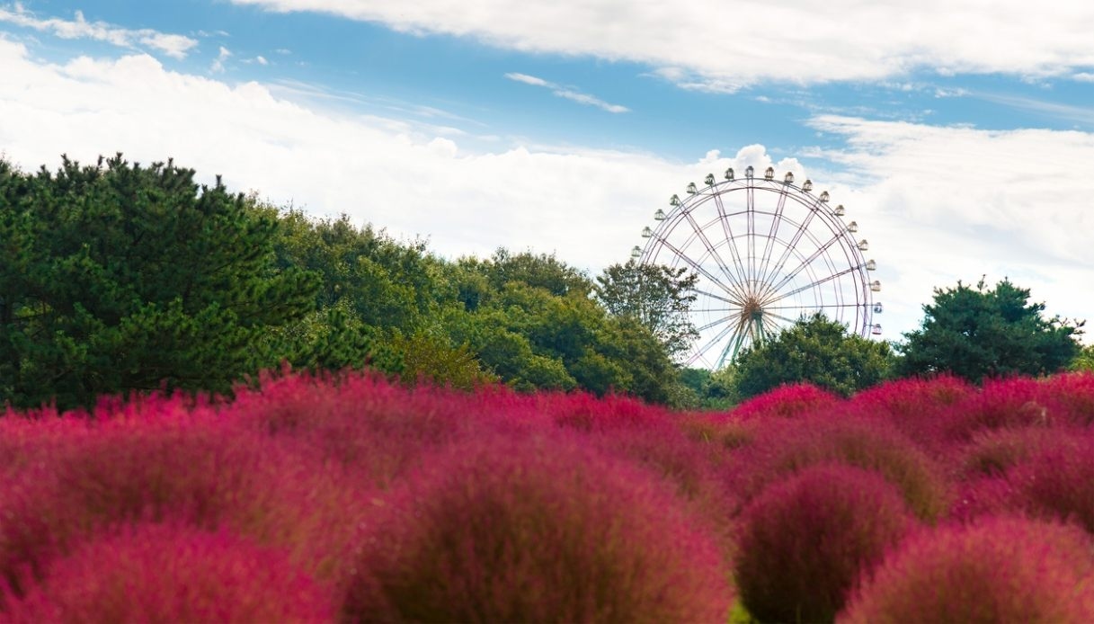 More than just cherry trees: Hitachi Seaside Park, a enchanting pink carpet in Japan