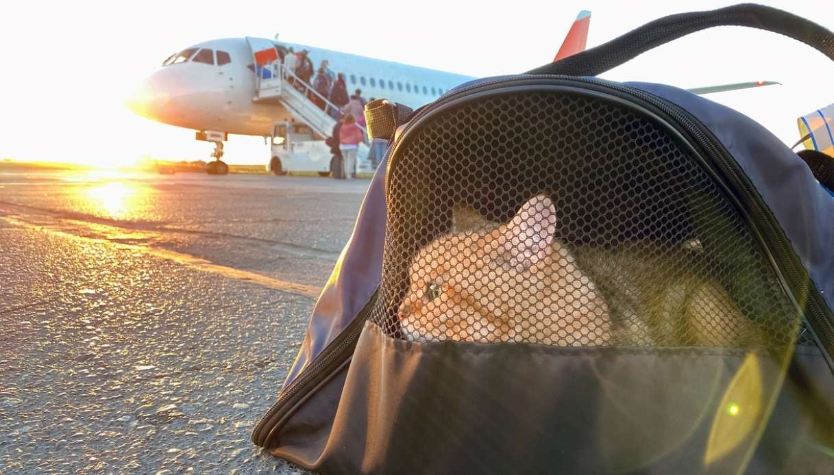 Viajar com seus amigos de quatro patas: as companhias aéreas mais amigáveis ​​aos animais de estimação da Europa