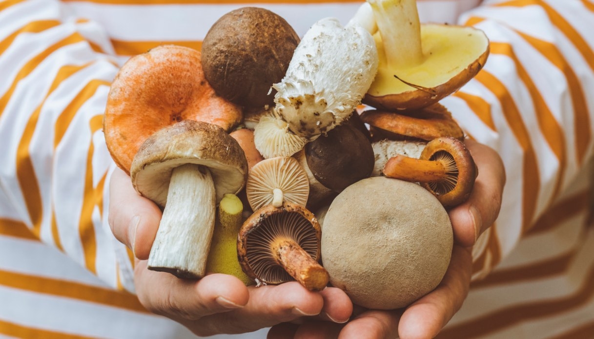 Italy's best mushroom festivals: events not to be missed in autumn 2025