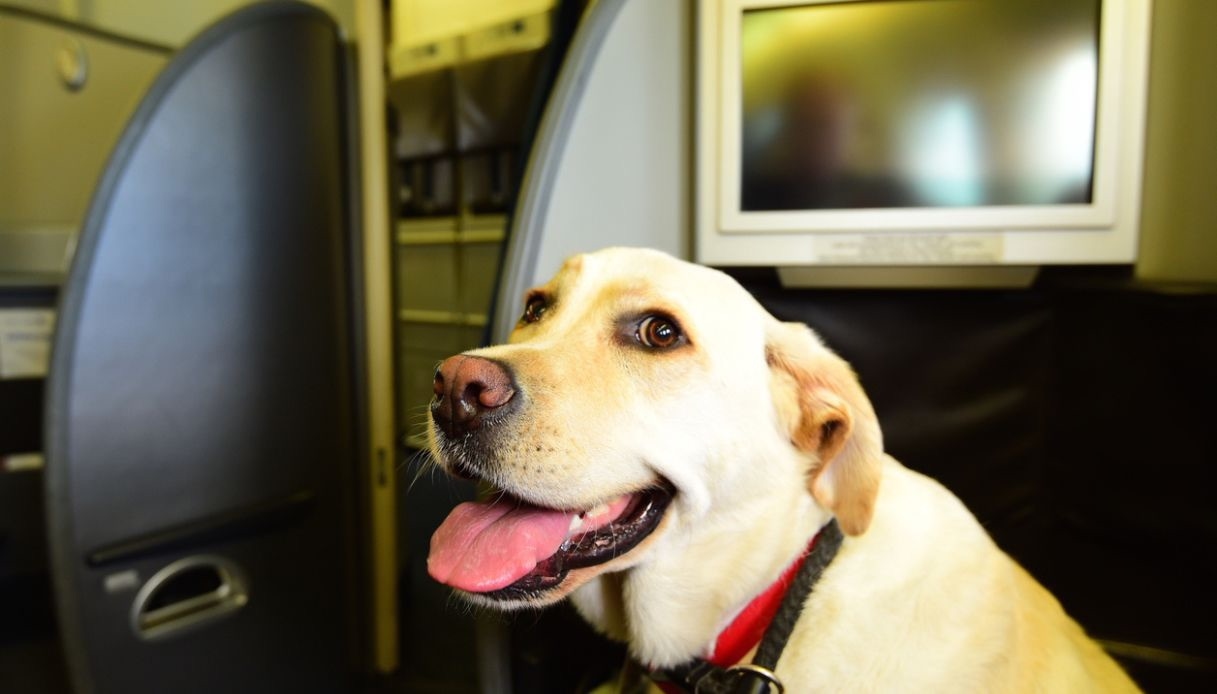 Der erste Flug mit großen Hunden startet offiziell, die neuen Regeln