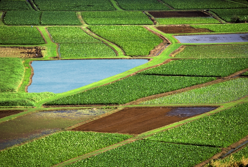 Study warns that a third of the planet's soils are degraded