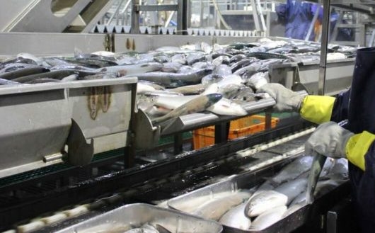 Gli studenti di 15 università del paese hanno lavorato le aringhe per due mesi nella fattoria collettiva di Kirov Sakhalin