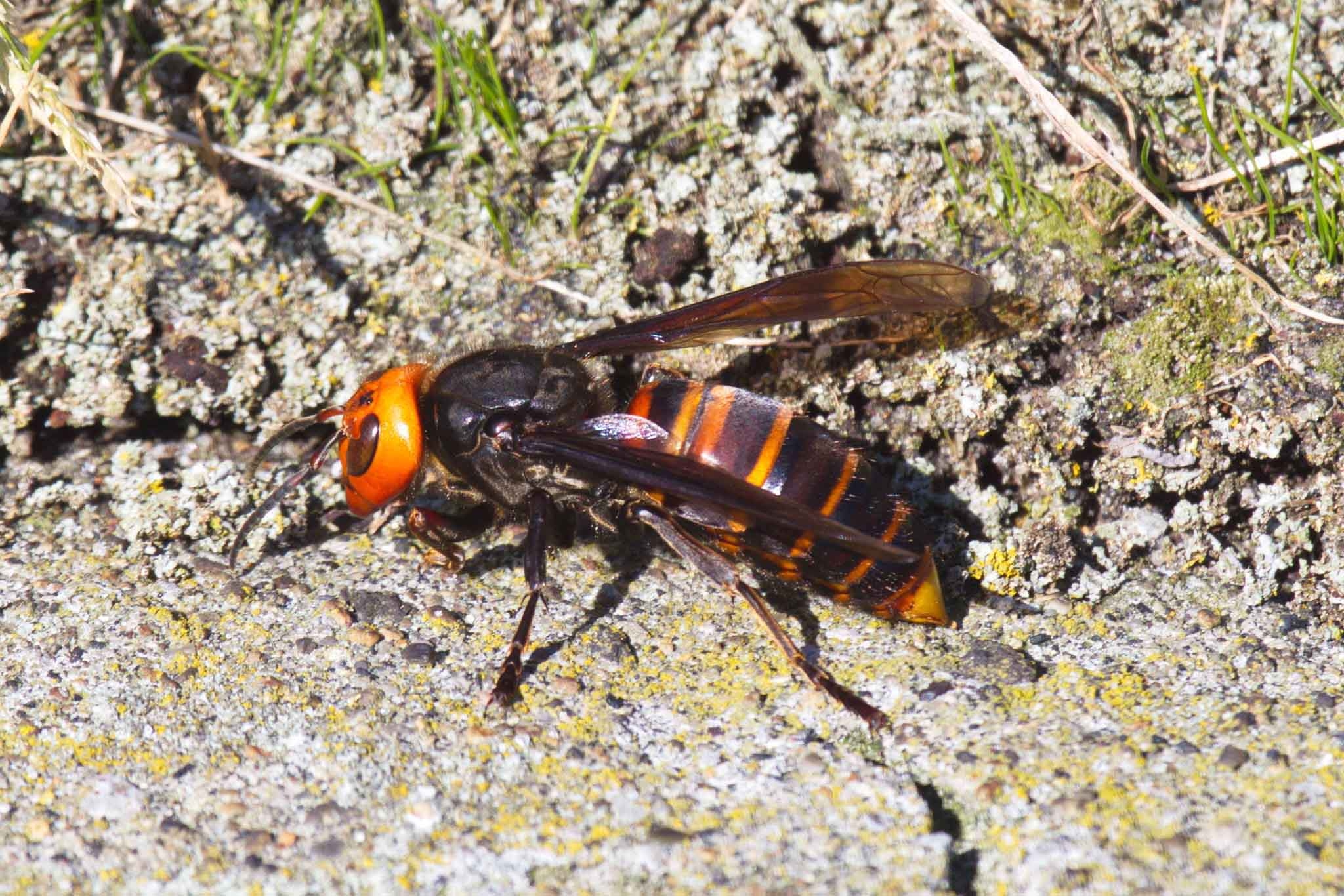 Se ha descubierto una peligrosa especie de avispa en la isla de Kunashir.