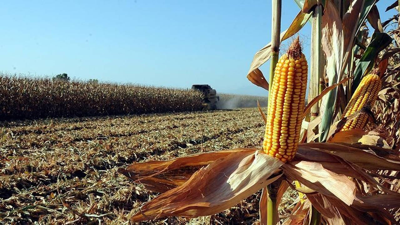 Corn in the field, AKP pursues imports