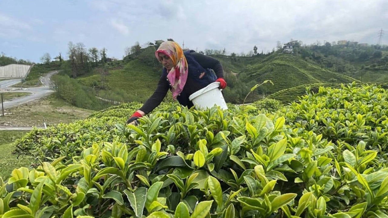 No es té, es literalmente una cosecha de problemas.