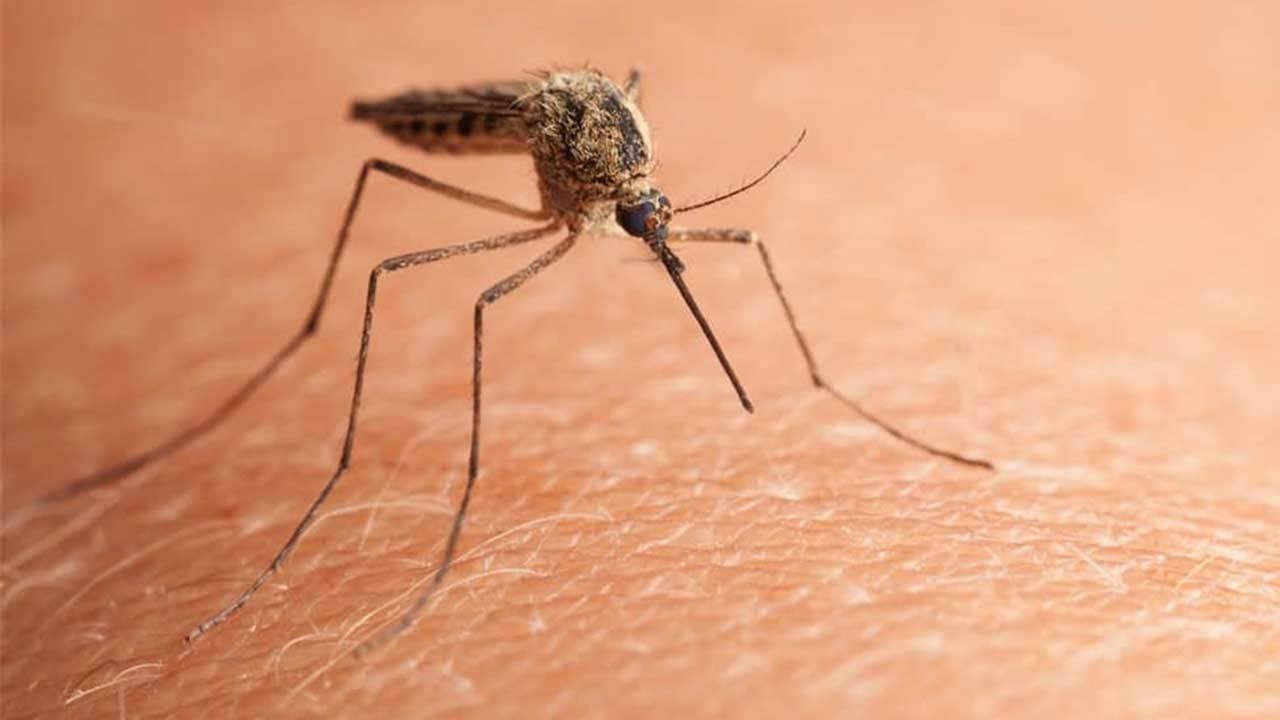 Chikungunya-Virus-Warnung in China
