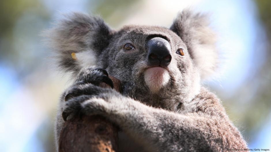 Vietato il disboscamento: l'Australia ottiene il Parco Nazionale dei Koala