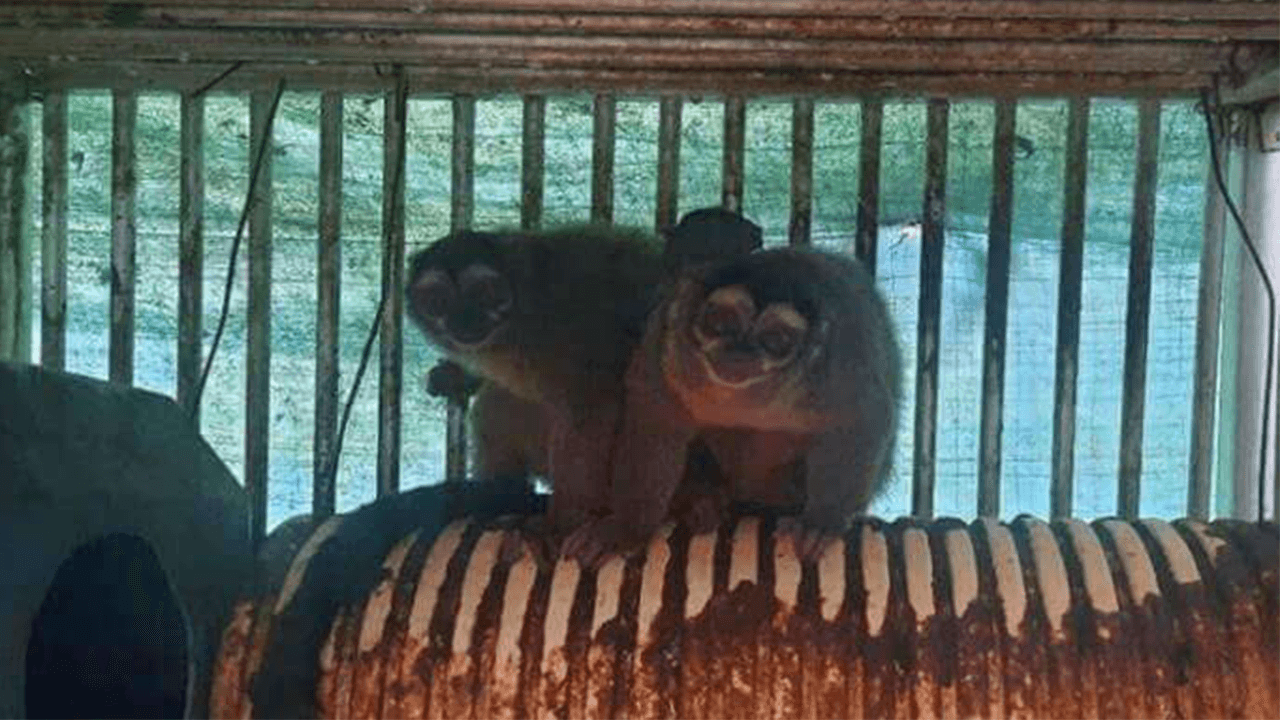 PETA begrüßt die Forderung der republikanischen Abgeordneten, die Finanzierung „grausamer“ Tierversuche im Ausland durch das NIH einzustellen