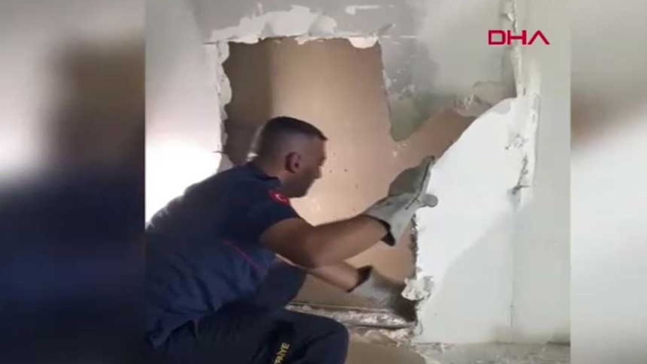In der Wand feststeckendes Kätzchen gerettet