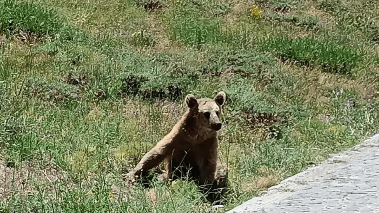 Le gouvernement de Bitlis émet un avertissement concernant les « ours » !
