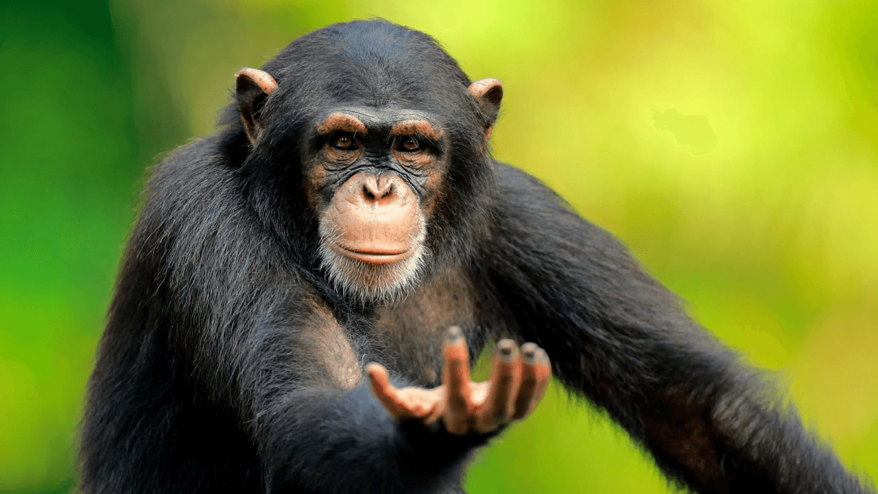 Het blijkt dat chimpansees de mode volgen!