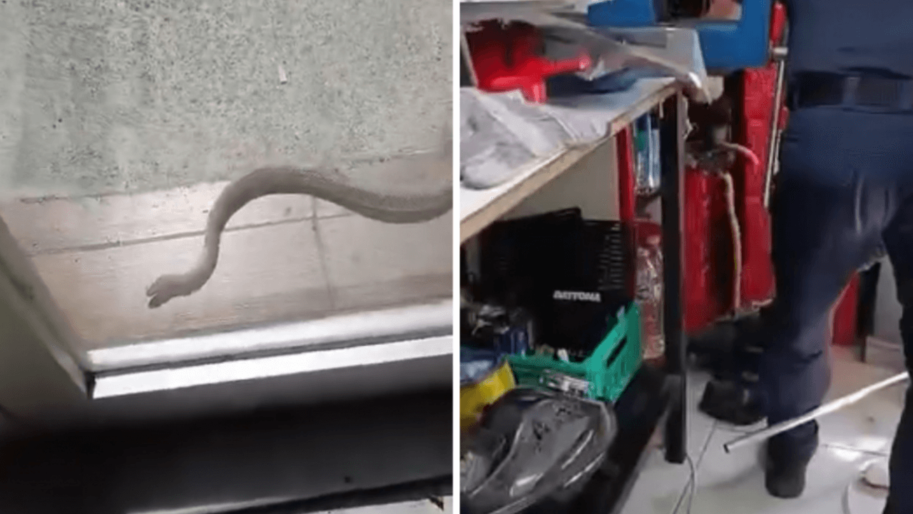 A snake entered a workplace in Istanbul