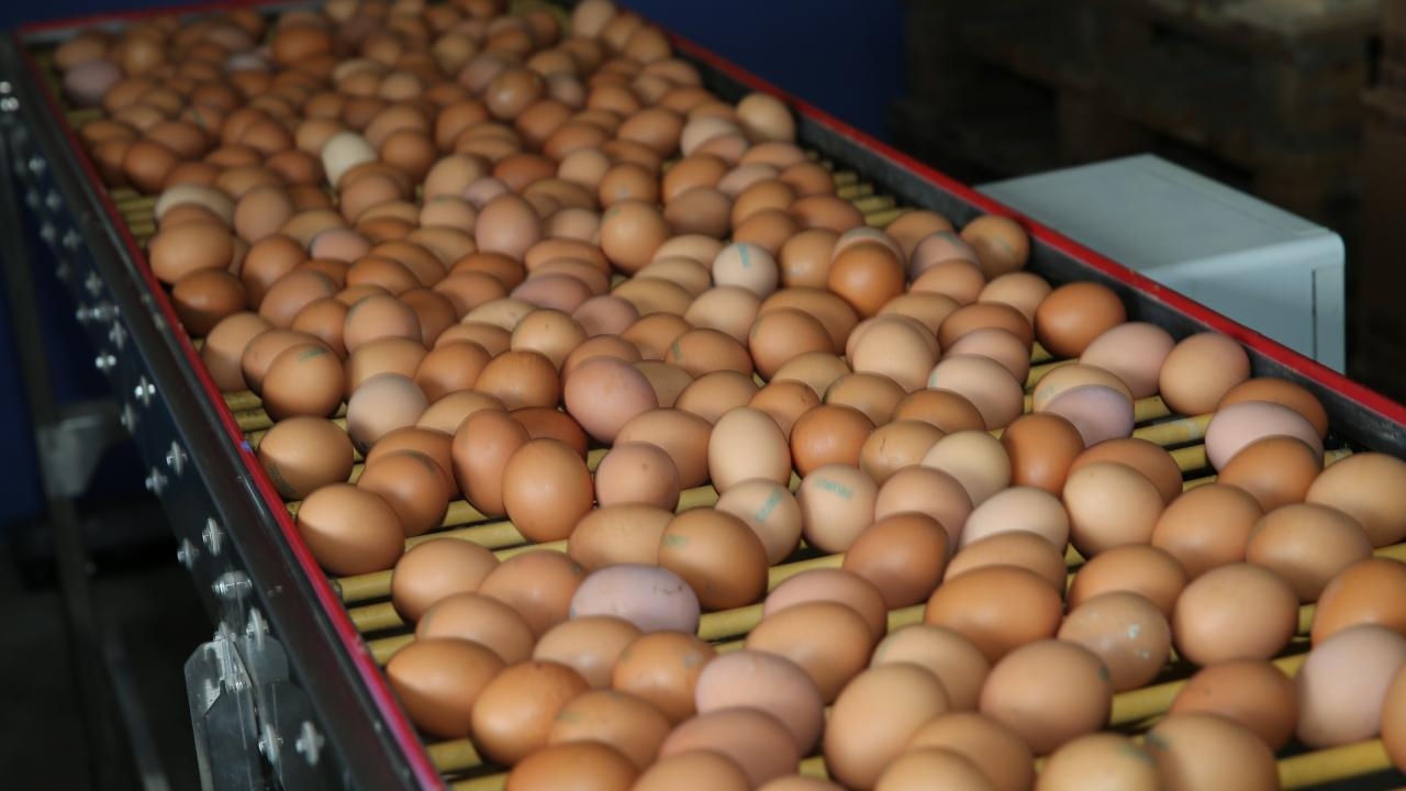 Egg exports to be cut by 50 cents per kilogram