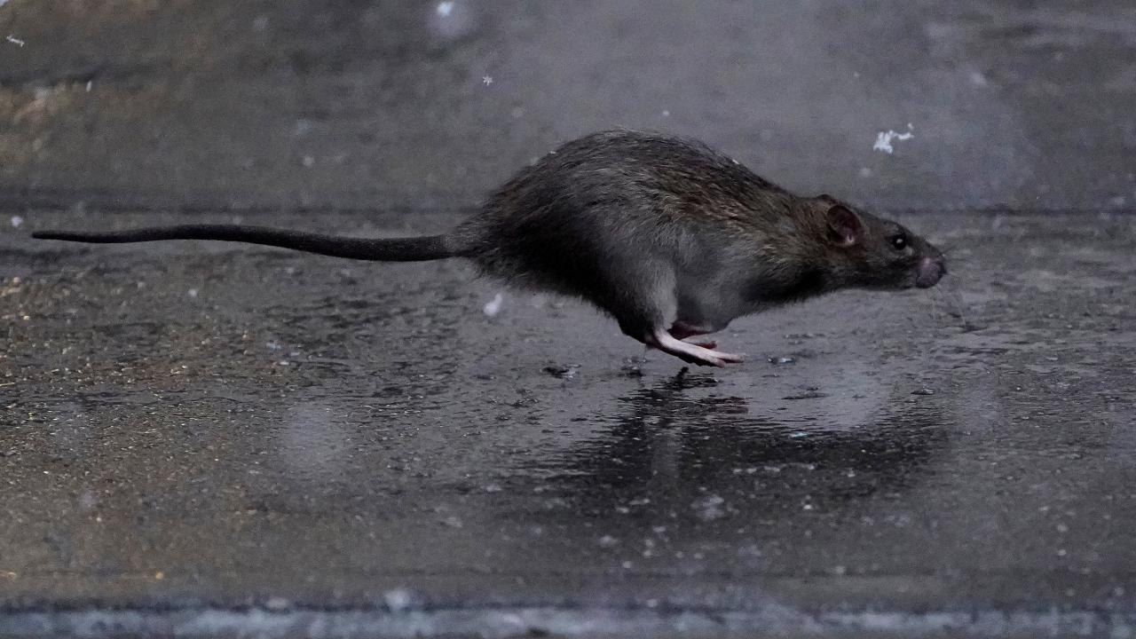 Invasie van kattengrote ratten in Engeland