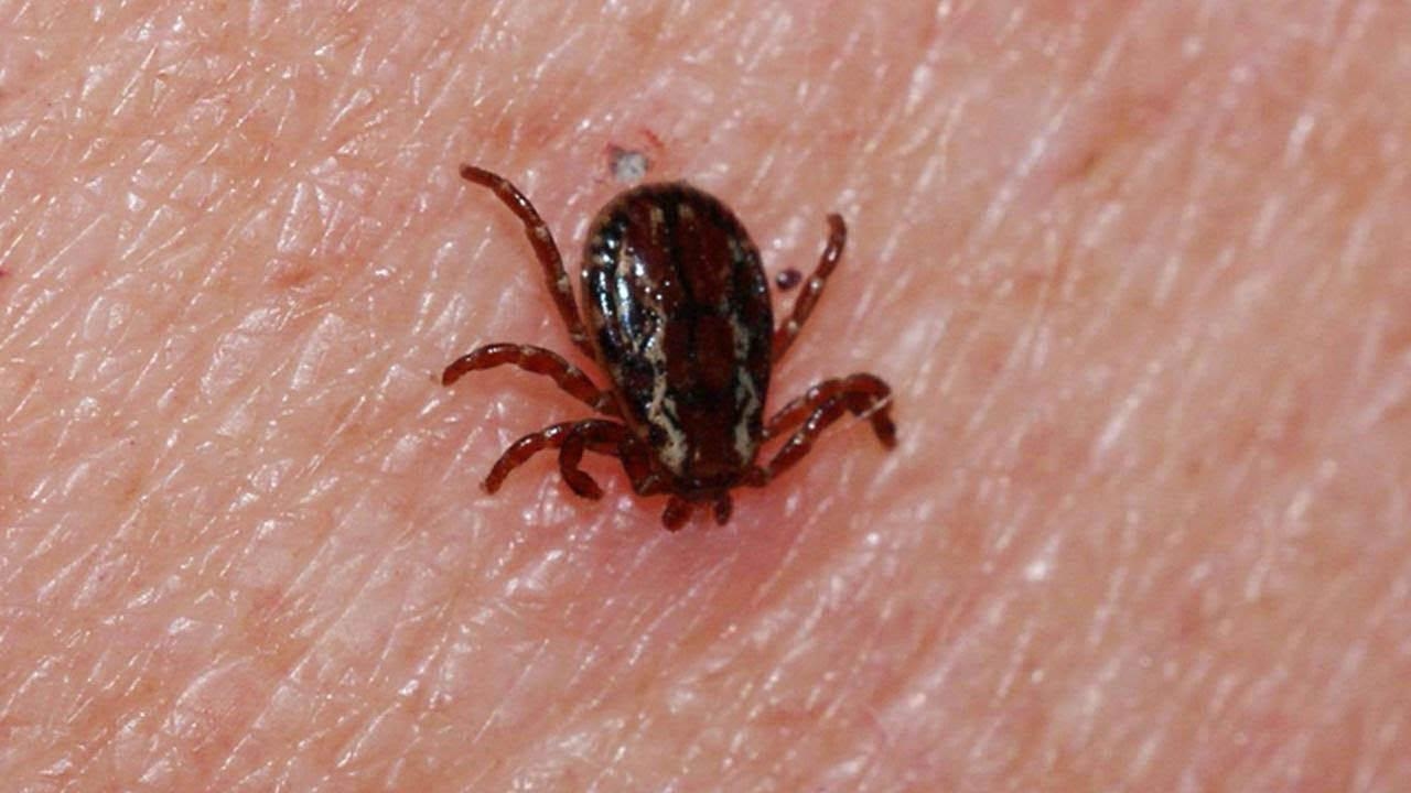 La especie de garrapata Rhipicephalus, cada vez más visible en Estambul, es inofensiva.
