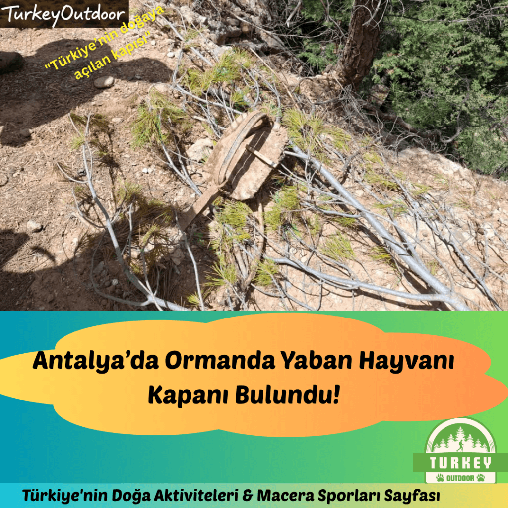 Wandelaars opgelet! Val voor wilde dieren op de bosweg in Antalya!