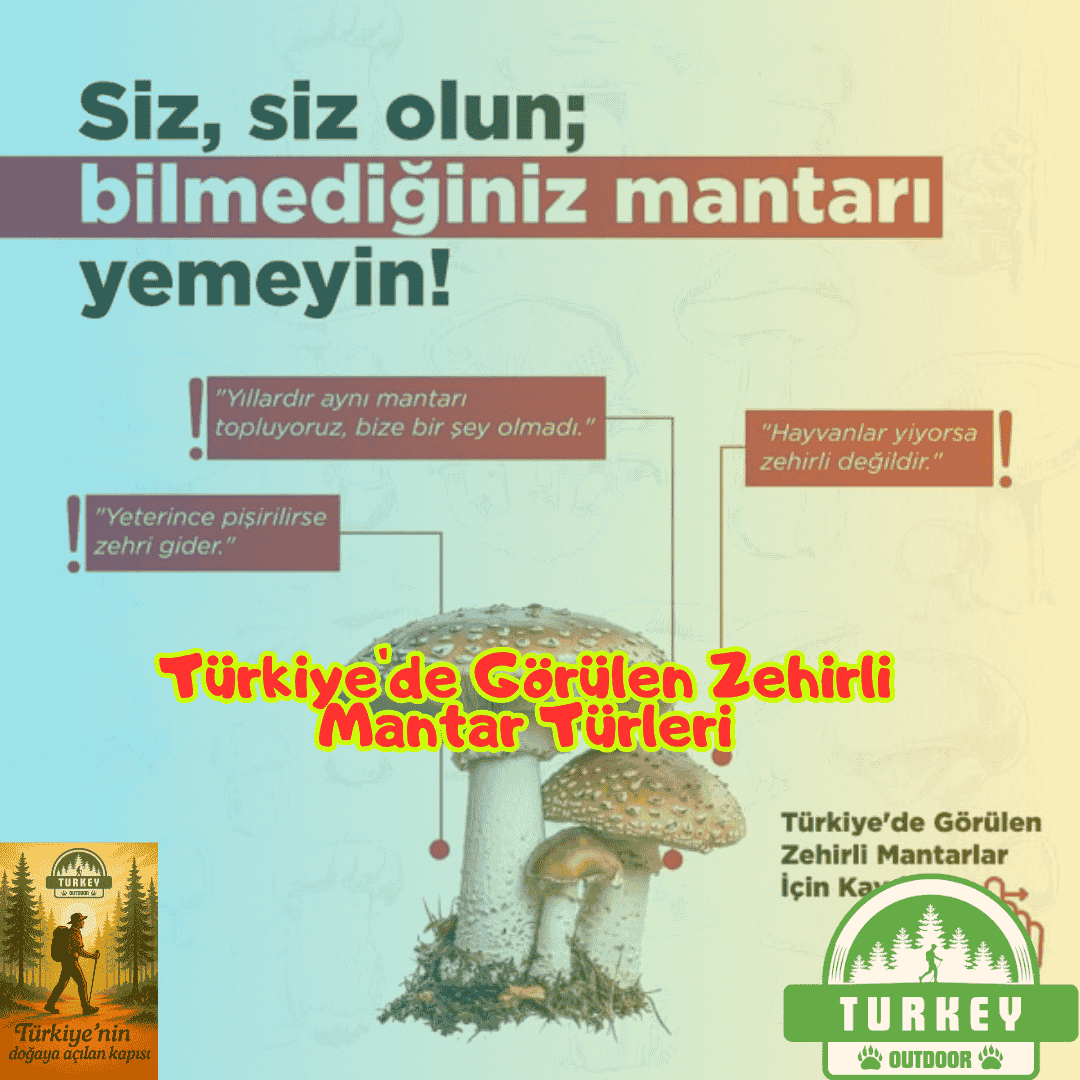 Türkiye’de Görülen Zehirli Mantar Türleri