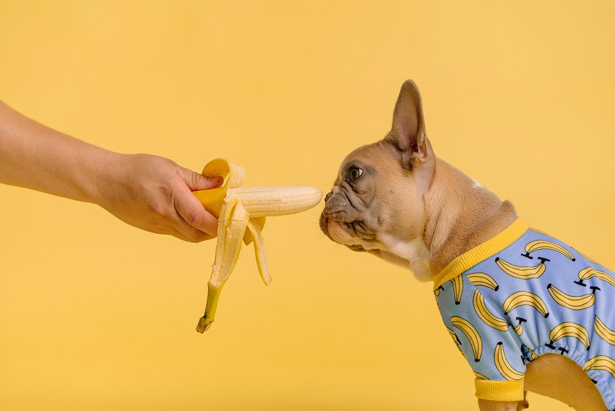 Quatro frutas que o seu cachorro não pode comer de jeito nenhum