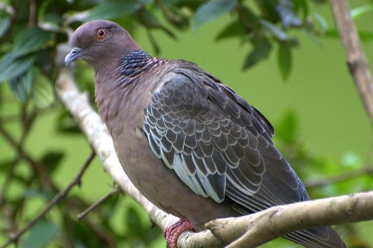 ¿Palomas en casa? Estas tres plantas las mantendrán alejadas para siempre.