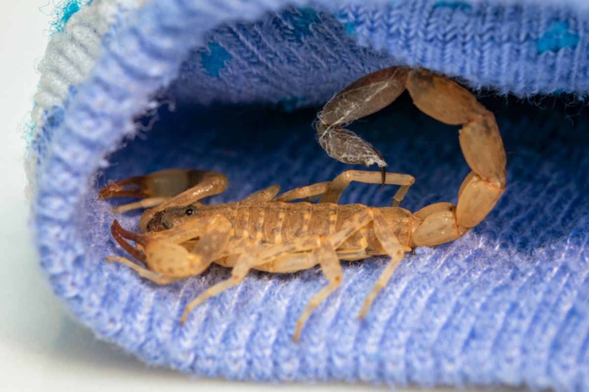 Un expert explique comment identifier les traces de scorpion jaune