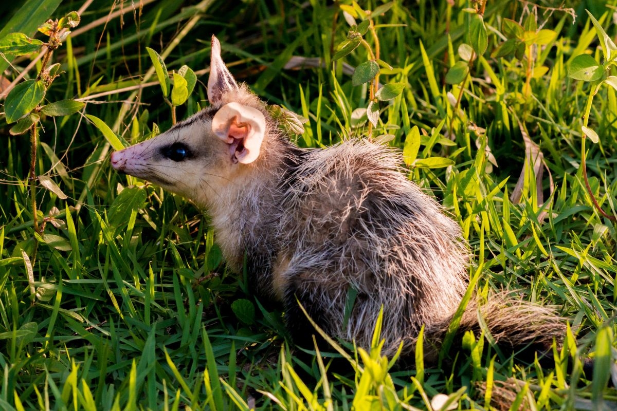 Opossum is immune to scorpion venom and helps control it, says biologist