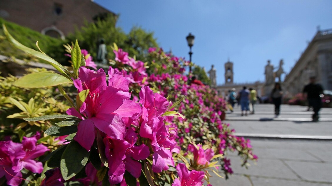Airc, azaleas are back to fight female tumors