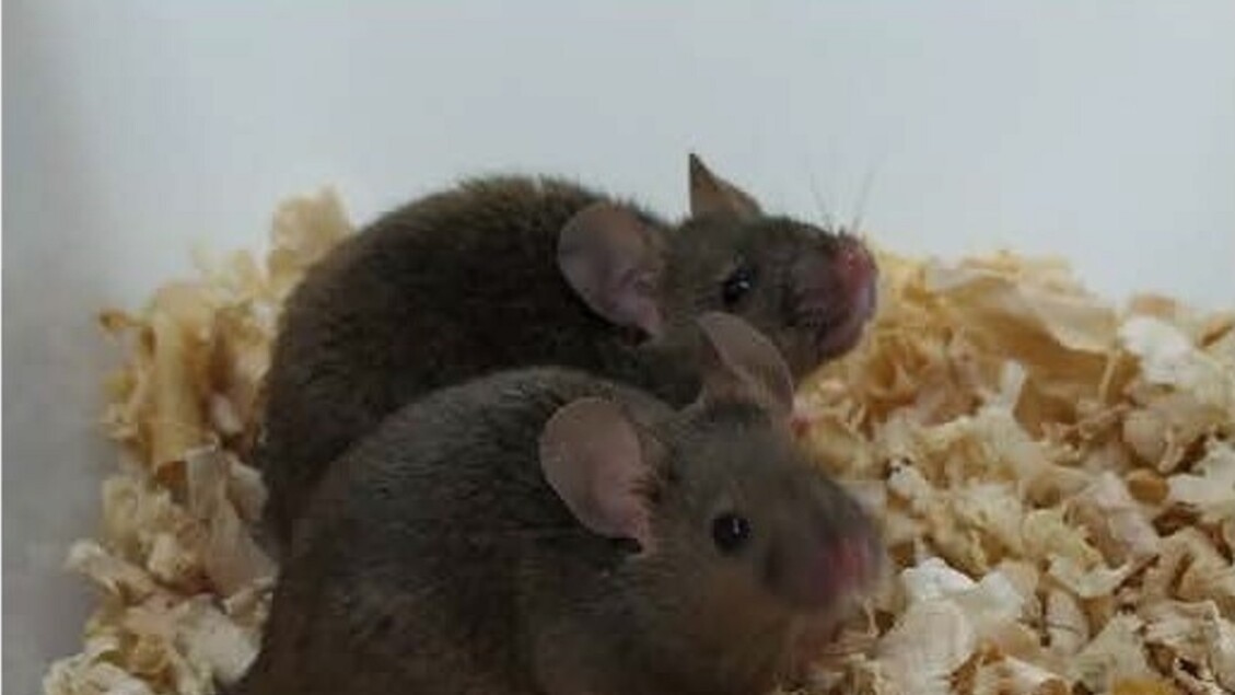 Ratos com 2 pais obtidos por reprogramação de DNA