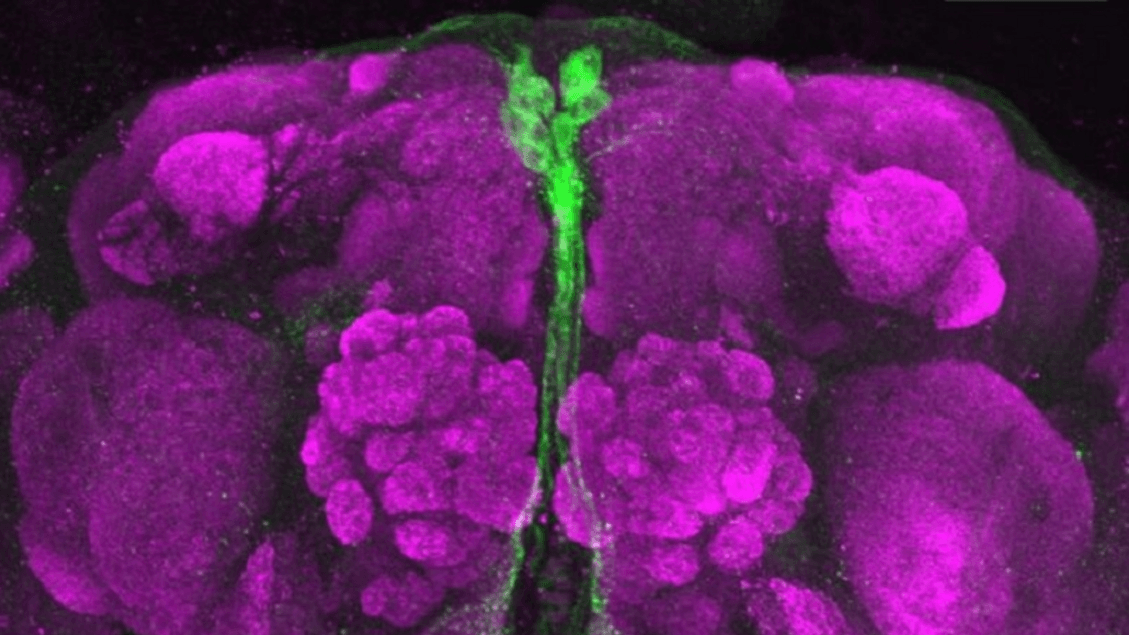 With a gene transferred, a behavior between different species