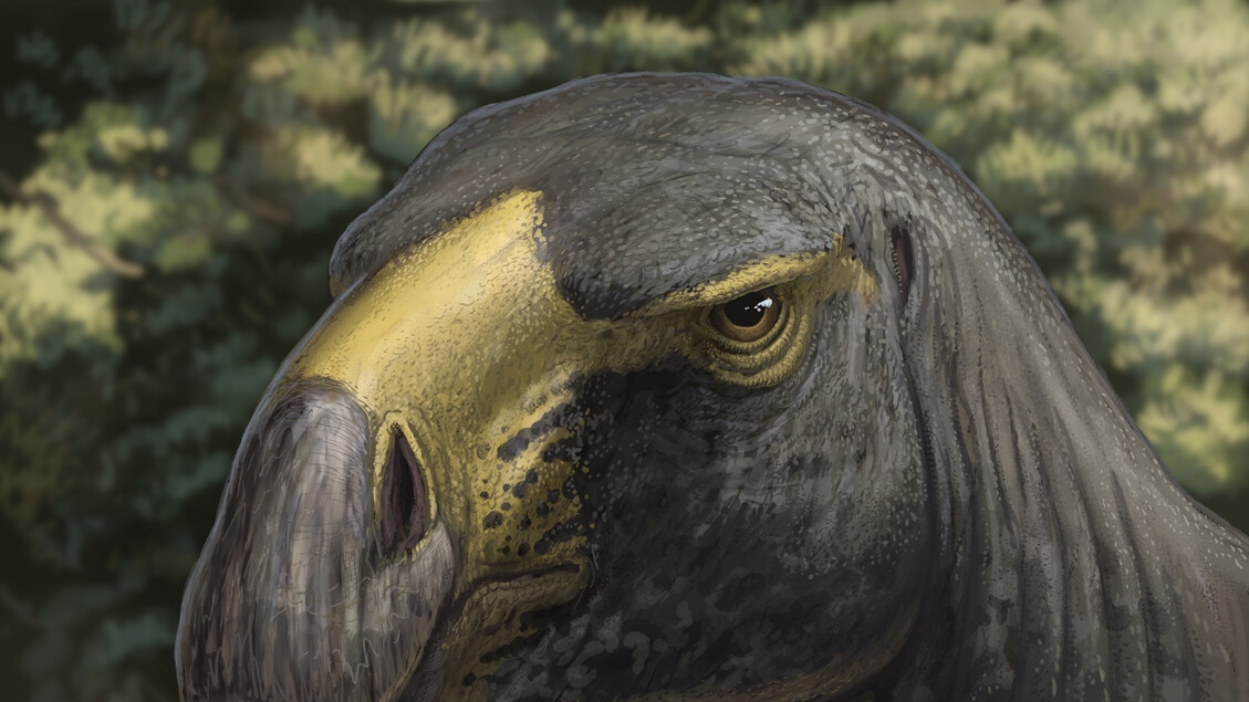 El dinosaurio con la mirada de águila VIDEO