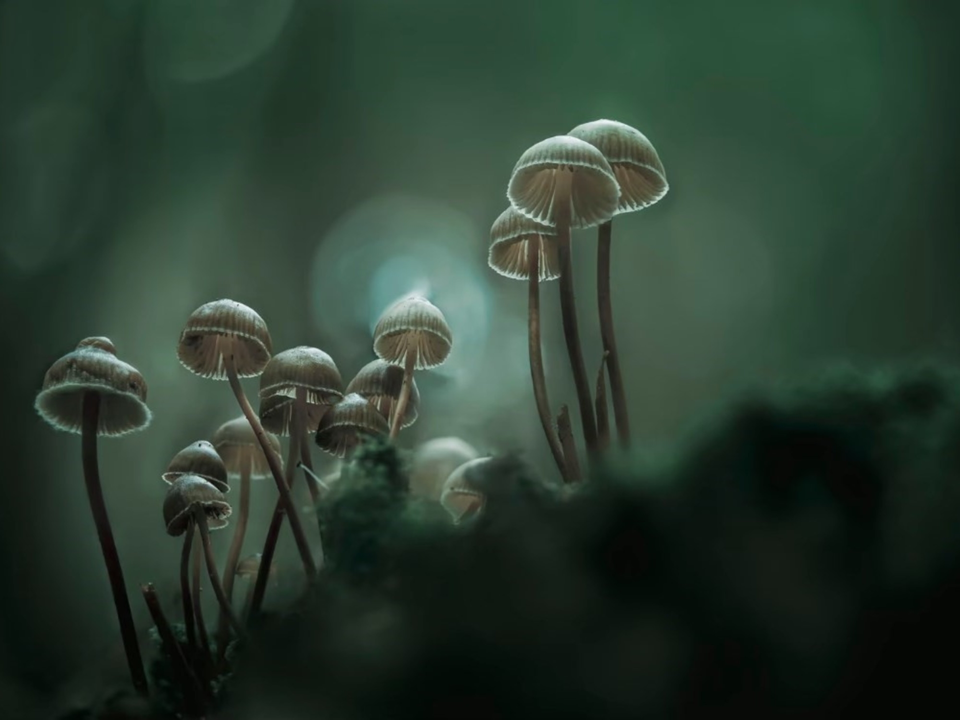 Vom Mazatec-Dschungel bis zu wissenschaftlichen Aufsätzen: Warum möchte jeder die Kraft der Pilze kennenlernen?