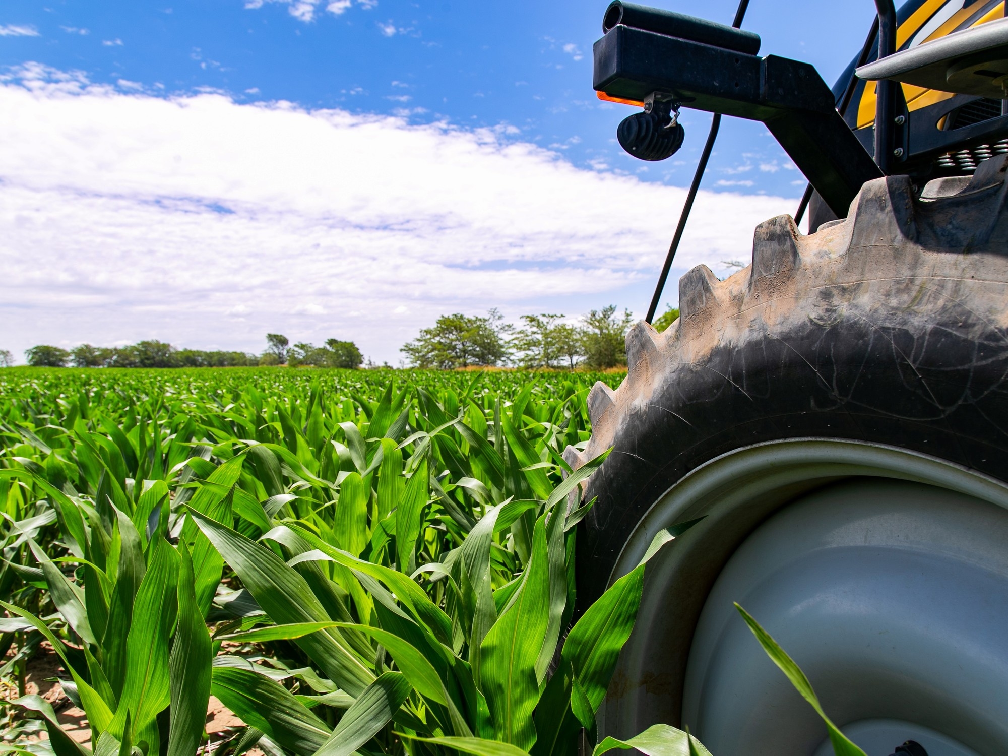 Corn Nutrition: Keys to Maximum Yield