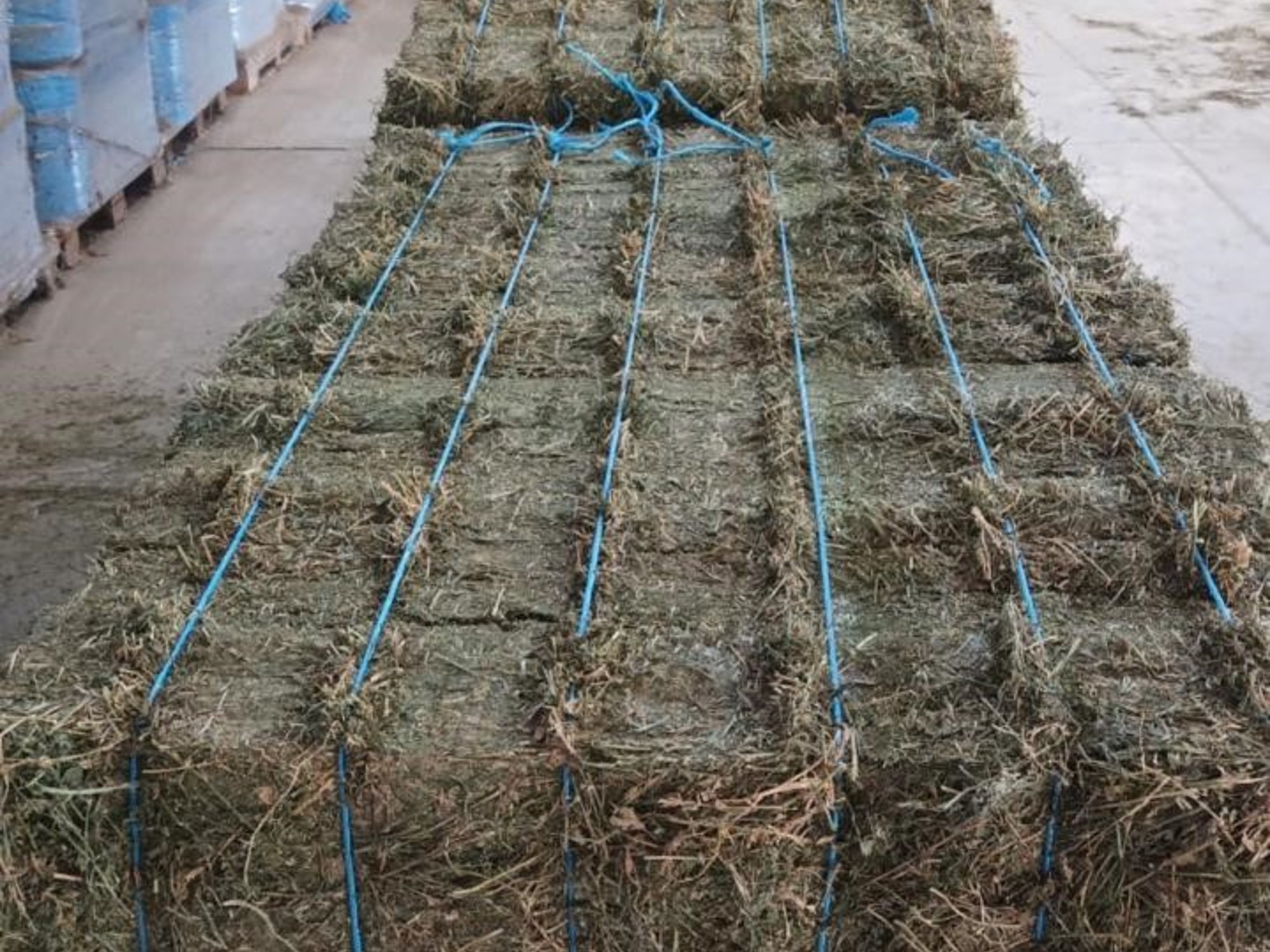 "A business that's just getting off the ground": Four partners add value to a crop and export to the Gulf countries
