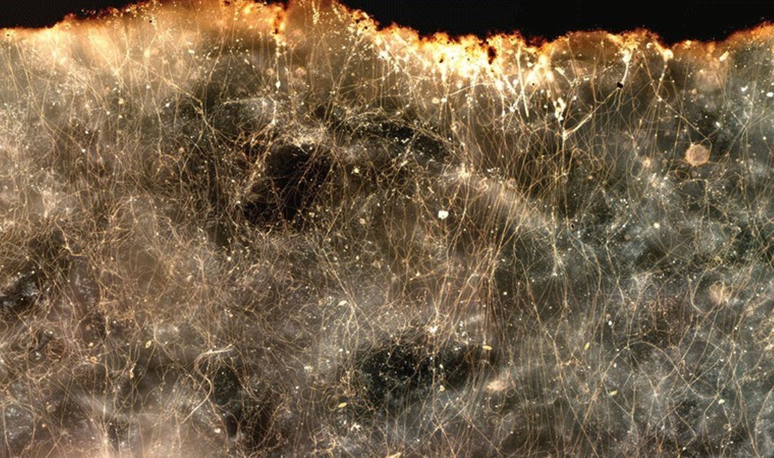 Wissenschaftler haben Bakterien entdeckt, die Strom leiten!