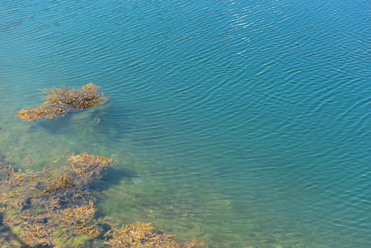 Portugal takes "exponential increase" in marine protected areas to biodiversity summit