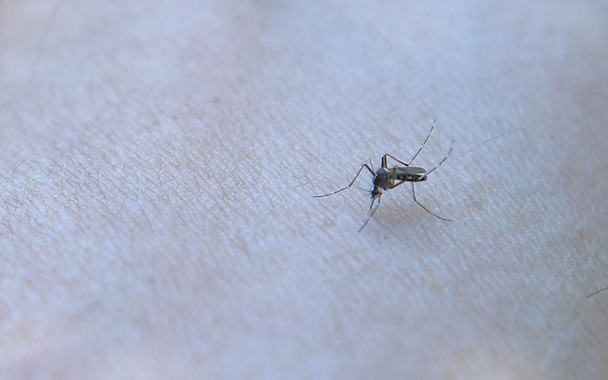 Zwei einheimische Chikungunya-Fälle in der Dordogne entdeckt