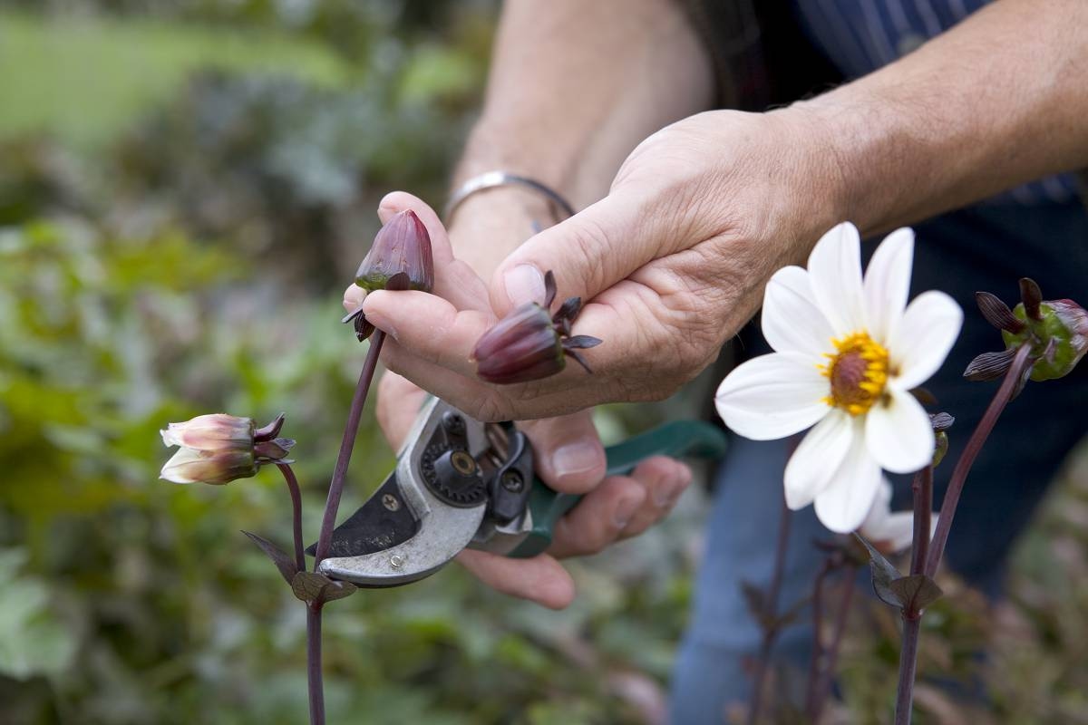 Deze 12 dingen kun je nú in de tuin doen