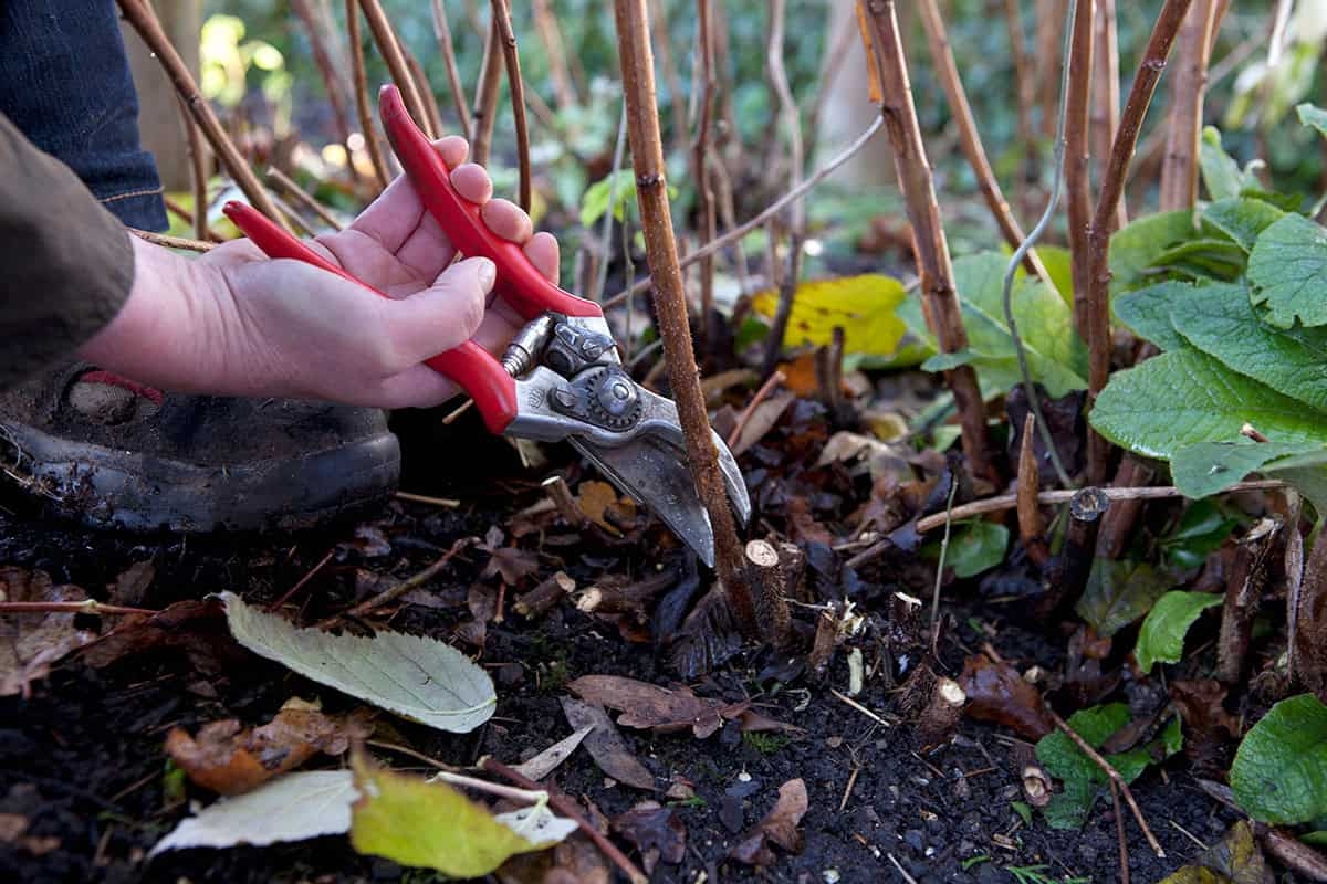 Hai appena iniziato a lavorare in giardino? Ecco 13 lavoretti da fare questa settimana di novembre.