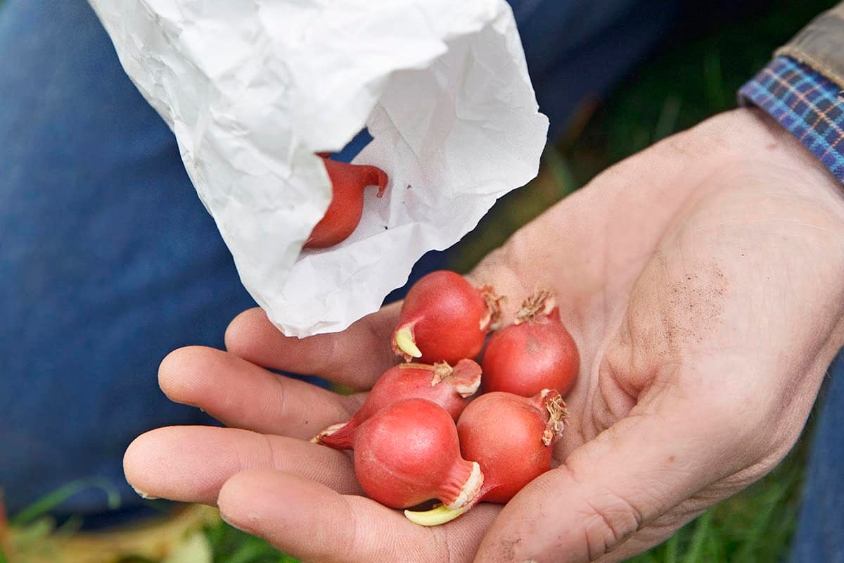 Blumenzwiebeln vergessen? Jetzt ist die letzte Minute, um sie noch zu pflanzen.