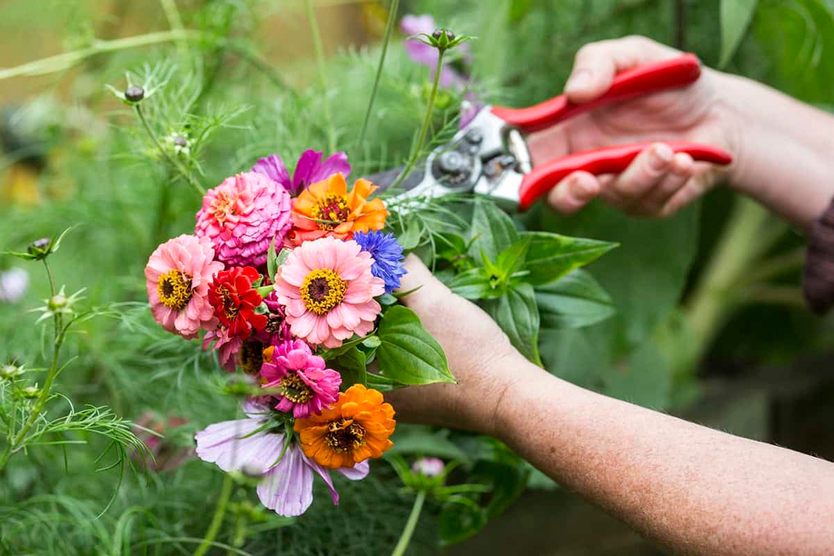 Sowing Zinnias: follow these steps