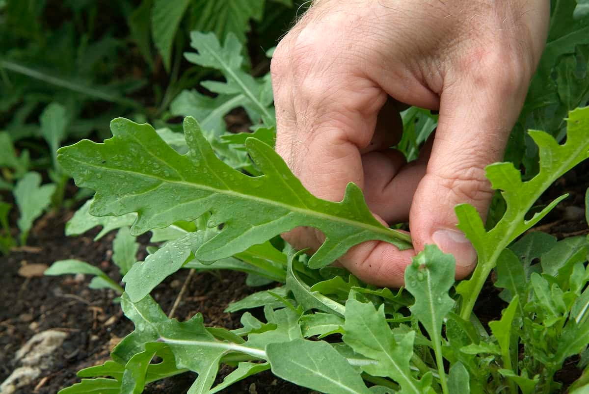 From seed to plate in record time: 3 tips for arugula from your own garden