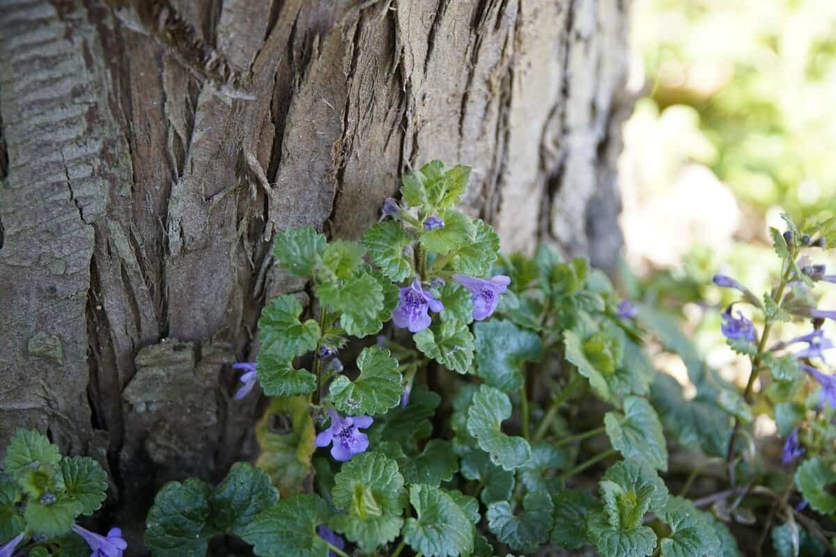 Hondsdraf in je tuin: bestrijden of laten staan?