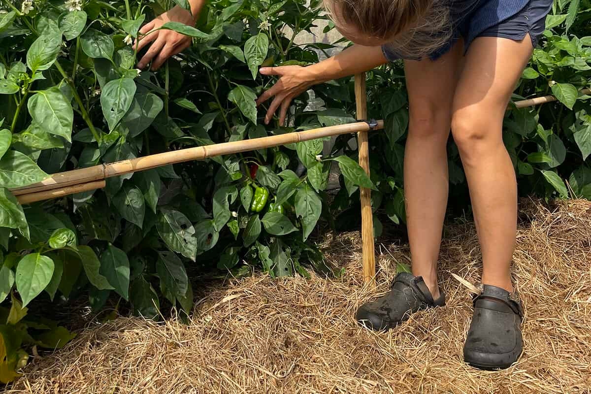 Siccità nell'orto? Ecco cosa devi provare