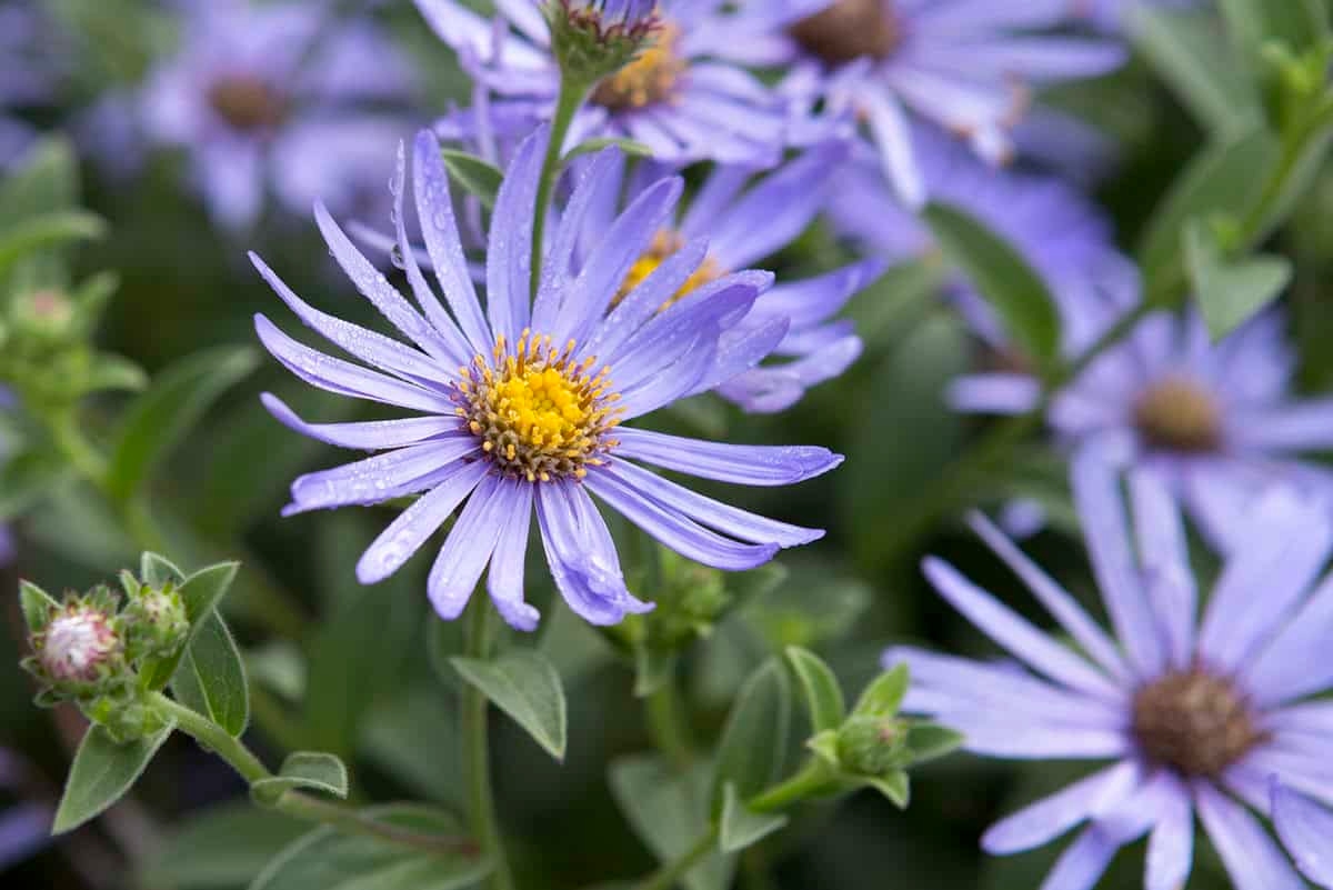 Questa pianta da giardino è indispensabile in autunno