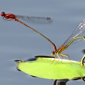 Speaking of Nature: Of dragonflies and damselflies: A closer look at their mating habits