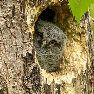 Asuntos de la Tierra: Búhos chillones orientales: ¿Por qué allí y no aquí?