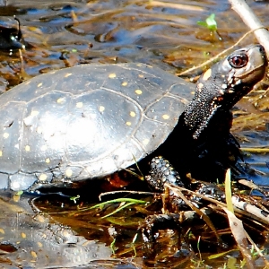 Speaking of Nature: Pressure is on for the spotted turtle: Now is the point in the turtle life cycle when female turtles are most vulnerable