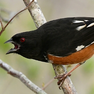 Speaking of Nature: Learning bird songs: Ninety percent of bird-finding is done with one’s ears