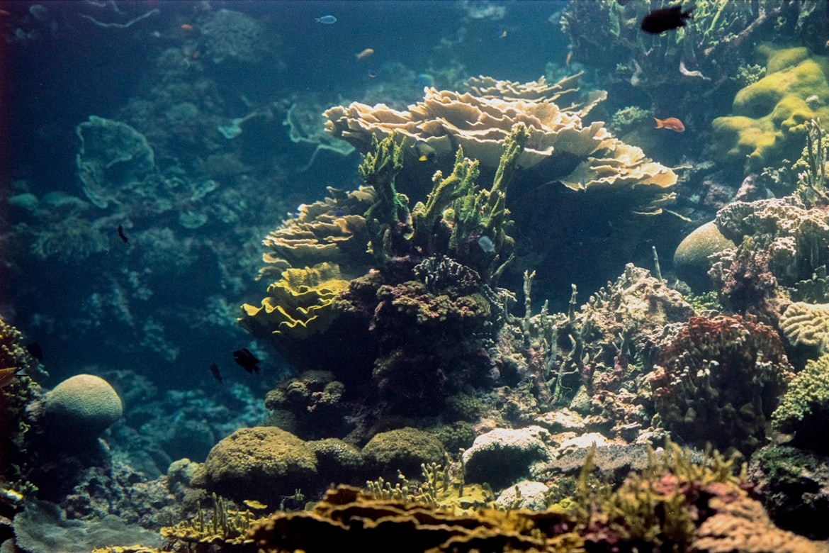Science, le lien entre les courants méditerranéens et la biodiversité révélé